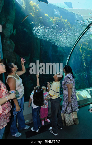 Kelpwald Exponat auf der California Science Center Neubau Ökosysteme. Stockfoto