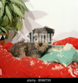 Schlechte Angewohnheit: gemischte Rasse Hund Welpe hat Kissen zerstört Stockfoto