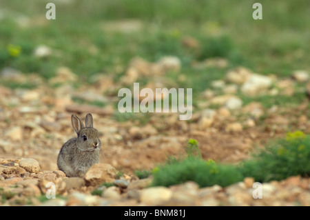 Europäische Kaninchen Oryctolagus Cuninculus Kaninchen junge kleine ein einziges Porträt vom Aussterben bedrohte Tier sitzen Naturrasen Steinen Stockfoto