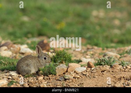 Europäische Kaninchen Oryctolagus Cuninculus Kaninchen junge kleine ein einziges Porträt vom Aussterben bedrohte Tier sitzen Naturrasen Steinen Stockfoto