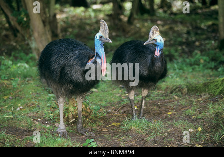 Südlichen Helmkasuar (Casuarius Casuarius). Paar stehend Stockfoto