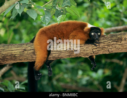 Roten Ruffed Lemur - liegend auf einem Ast / Varecia Rubra Stockfoto