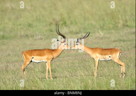 Grant Gazellen, Nanger Granti, Masai Mara National Reserve, Kenia Stockfoto