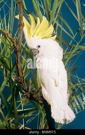 Schwefel-crested Cockatoo Zweig / Cacatua Galerita Stockfoto