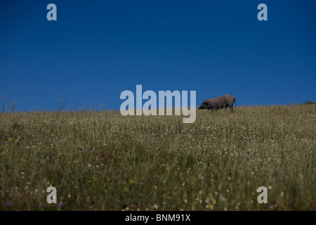 Ein Spanisch-iberische Schwein, die Quelle der Iberico Schinken Pata Negra, Schürfwunden auf dem Lande in Prado del Rey, Cadiz, Spanien genannt. Stockfoto