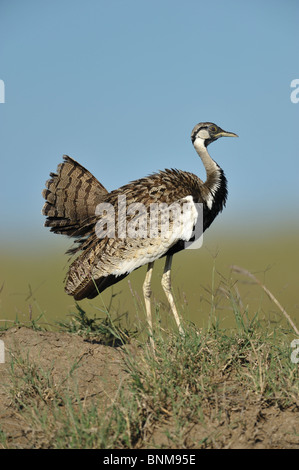 Männliche Hartlaub Bustard Eupodotis Hartlaubii, Masai Mara National Reserve, Kenia Stockfoto