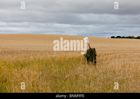 Eine Vogelscheuche mit einem Kunststoffkopf in einem Feld von reifen Weizen Stockfoto