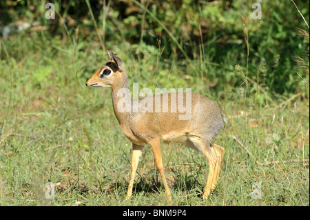 Weibliche Kirk-Dikdiks, Madoqua Kirkii, Masai Mara National Reserve, Kenia Stockfoto