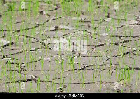 Reis Sämlinge in eine rissige, ausgetrocknete Reisfeld in Thailand. Stockfoto