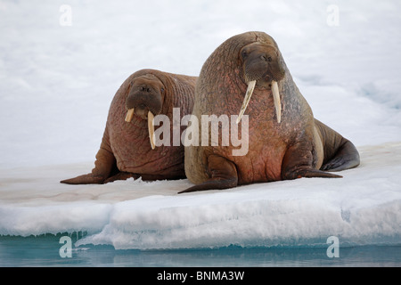 Walross (Odobenus rosmarus). Zwei Erwachsene liegen auf Eis Stockfoto