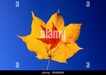 Acer Palmatum Ahorn Blatt Blatt Blatt Herbstlaub Detail professionelle Ahorn Gegenlicht Herbst Herbst Farbe Herbst Farben Stockfoto