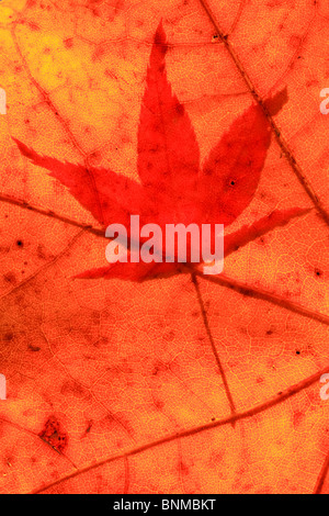 Acer Palmatum Ahorn Blatt Blatt Blatt Herbstlaub Detail professionelle Ahorn Gegenlicht Herbst Herbst Farbe Herbst Farben Stockfoto