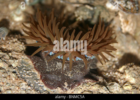 Green Sea Anemone Actinia Prasina im Rockpool in New Brighton, Wallasey, The Wirral, Merseyside, Großbritannien Stockfoto