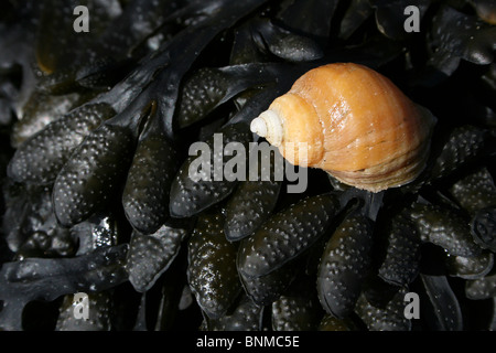 Atlantic dickschalige Nucella Lapilli auf A Spiral Wrack Fucus Spiralis bedeckte Felsen in New Brighton, The Wirral, Merseyside, Großbritannien Stockfoto