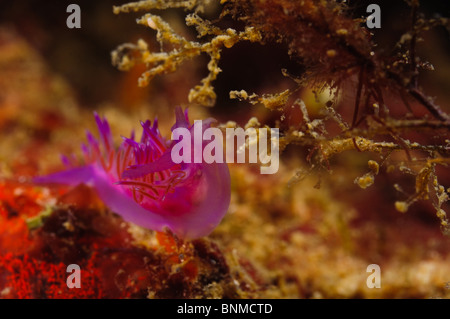 Israel, Mediterranean Sea, Unterwasserfoto von einem lila Meeresschnecke (Flabellina Affinis) auf 9 Meter Stockfoto