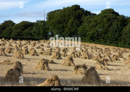 traditionelle Weizen Garbe im Feld Dorset England uk gb Stockfoto