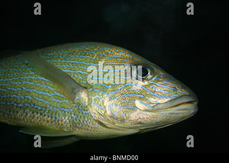 Blau gestreifte Grunzen Haemulon sciurus Stockfoto