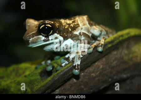 Amazon Milch Frosch Trachycephalus resinifictrix Stockfoto