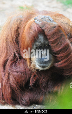 Orang-Utan, Pongo Pygmaeus hautnah Stockfoto