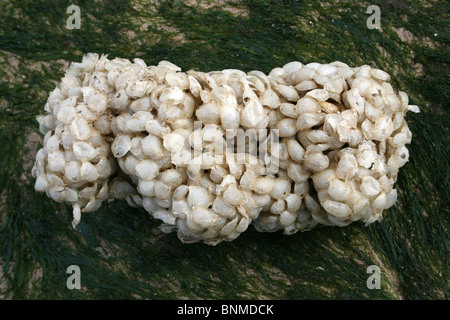 Meer-Wash Ball, Ei Fall der gemeinsamen Wellhornschnecke Buccinum Undatum Taken in New Brighton, Wallasey, Wirral, Großbritannien Stockfoto