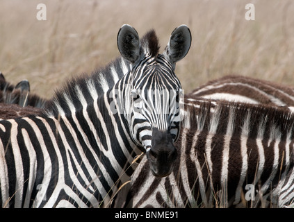 Migration von gemeinsamen Zebra (Equus Quagga) in der Masai Mara Stockfoto