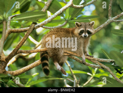 gemeinsamen Waschbär auf Baum / Procyon Lotor Stockfoto