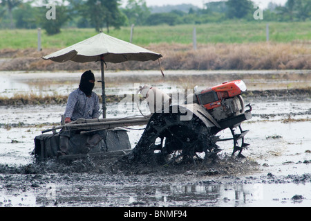 Landwirt in Ang Thong, Thailand das Reisfeld vor dem Einpflanzen Reis vorbereiten. Stockfoto