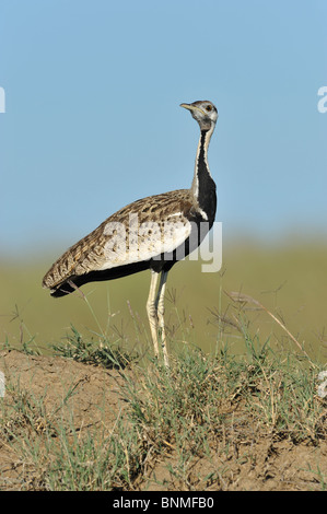 Männliche Hartlaub Bustard Eupodotis Hartlaubii, Masai Mara National Reserve, Kenia Stockfoto