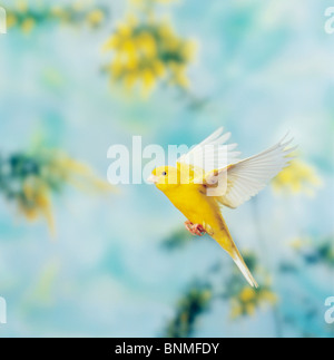 Inländische Kanarienvogel (Serinus canaria forma domestica) im Flug, Studio Bild Stockfoto