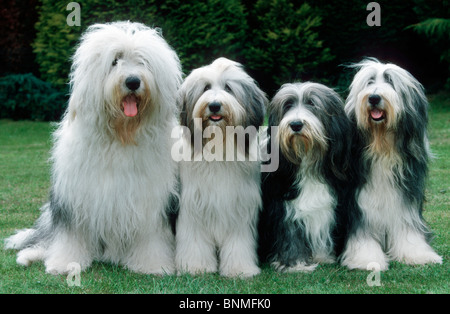 Bobtail Bearded Collie Hund Haustier Hund Tier Porträt Old English Sheepdog Sheepdog vier Hunde Rassen außerhalb Tiere reinrassigen Hund Stockfoto