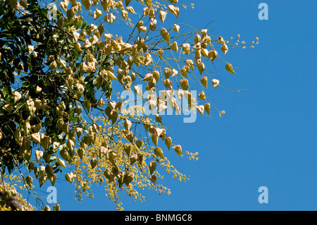 Goldenen regen Zierbaum / Stand Paniculata "Pride of India" - Indre-et-Loire, Frankreich. Stockfoto