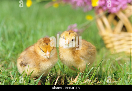 zwei Küken Wiese Stockfoto