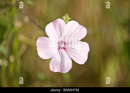 Eine Blume rosa corncockle Stockfoto