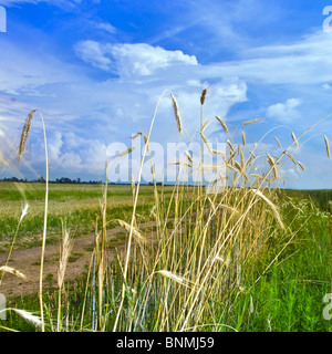Goldene Weizenfeld an einem sonnigen Tag Stockfoto
