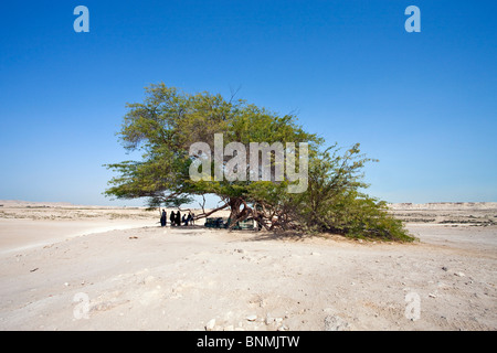 Bahrein Vereinigte Arabische Emirate VAE Manama Wüste Lebensbaum Reisen Ort von Interesse Wahrzeichen Stockfoto