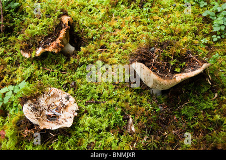 Pilze, brechen durch das Moos der küstennahen Regenwald Stock, Vancouver Island, Britisch-Kolumbien Stockfoto