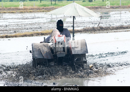 Landwirt in Ang Thong, Thailand das Reisfeld vor dem Einpflanzen Reis vorbereiten. Stockfoto