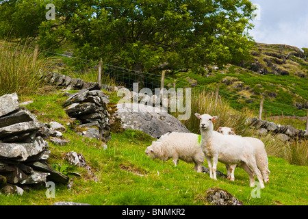 Lämmer im Frühjahr Stockfoto