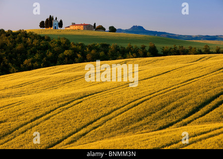 Am frühen Morgensonnenlicht auf die Cappella di Vitaleta und die hügelige Felder der Toskana in der Nähe von San Quirico d ' Orcia Stockfoto