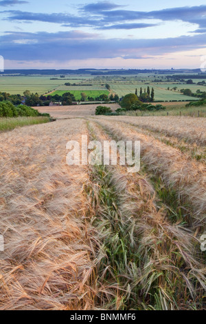 Ein Blick auf den Fluss Ancholme Tal aus einem Gerstenfeld auf der Lincolnshire Wolds an einem Sommerabend Stockfoto