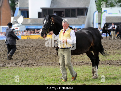 Royal Welsh Show 2010 senior "Welsh Cob" Hengst Wettbewerb Stockfoto