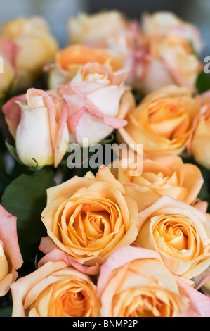 Nahaufnahme von oben ein elegantes Bouquet von Rosen. Stockfoto