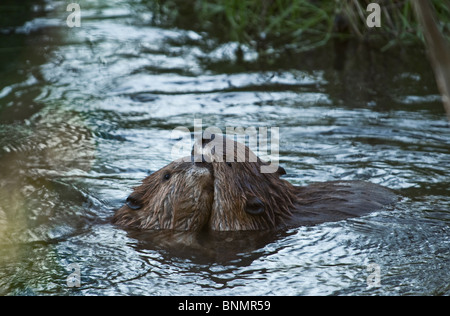Zwei Biber in ihrer Biber Teich spielen. Stockfoto
