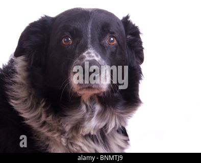 Schöne schwarze und weiße Border-Collie Hund Blick direkt in die Kamera Stockfoto