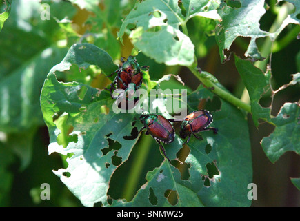 Japanische Käfer (Popillia Japonica) beschädigen grüne Blätter. Stockfoto