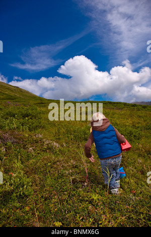 Ein drei Jahre altes Mädchen am Hatcher Pass, Alaska Blaubeeren pflücken Stockfoto