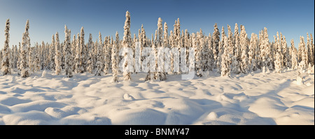 Panorama der schneebedeckten Fichten in der späten Nachmittagssonne in der Nähe von Chugiak, Alaska, Winter Stockfoto