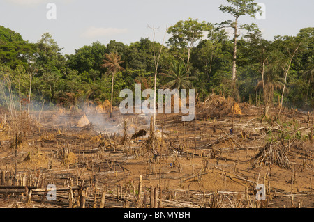 Schrägstrich & brennen Entwaldung in Liberia Stockfoto