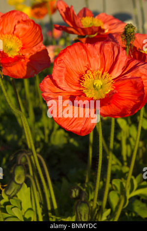 Orange Rot Papaver Nudicaule Blumen Nahaufnahme Foto unter einem sonnigen Tag. Stockfoto