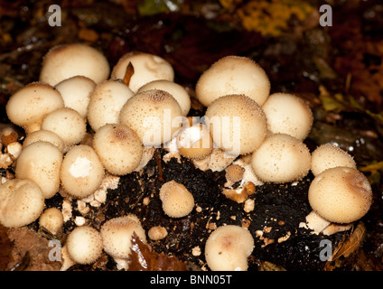 Gruppe der gemeinsamen Puffball Pilze wachsen in Epping Forest Stockfoto